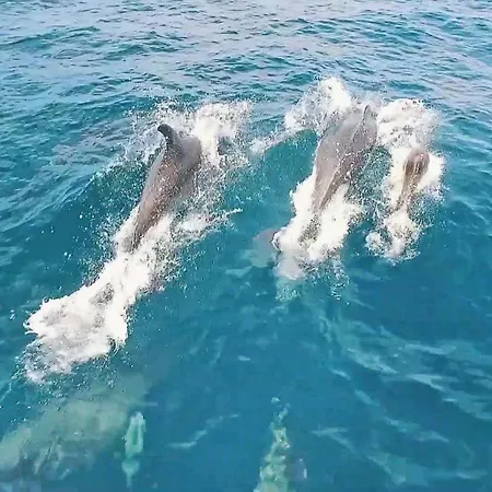 Alice By Algarve Vacation Prázdninový dům